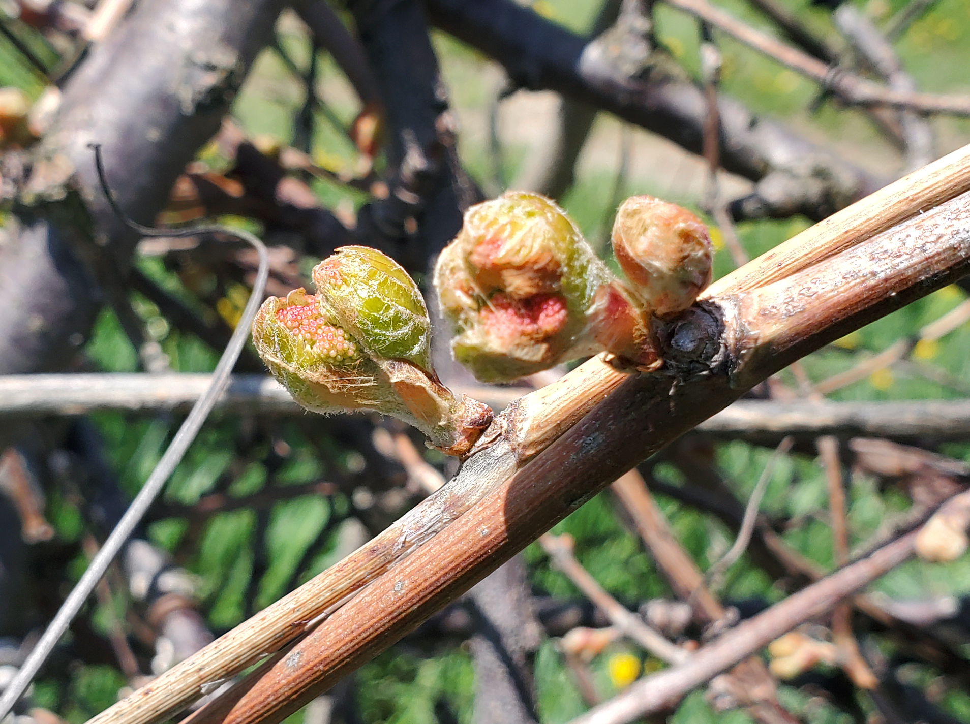 Wild grapes